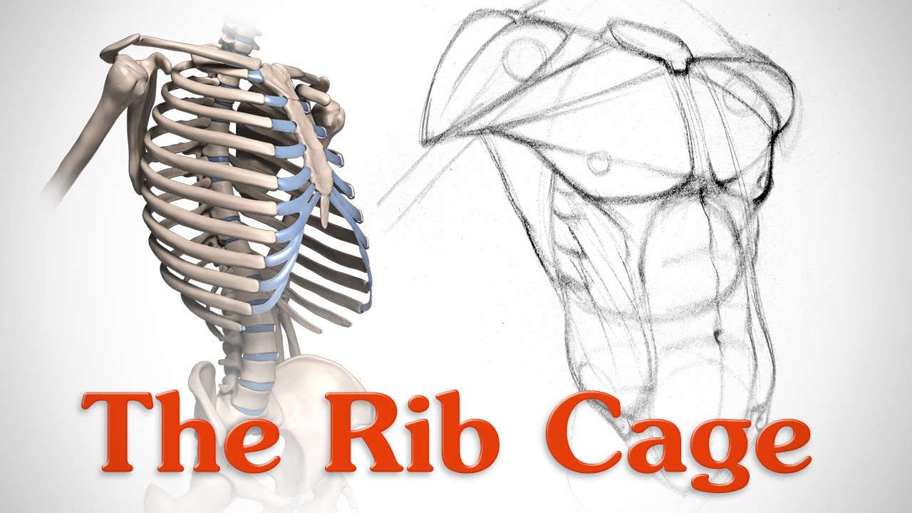 cage at muscles of rib bottom
