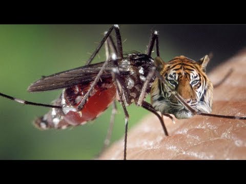 asian tiger states mosquitoes united