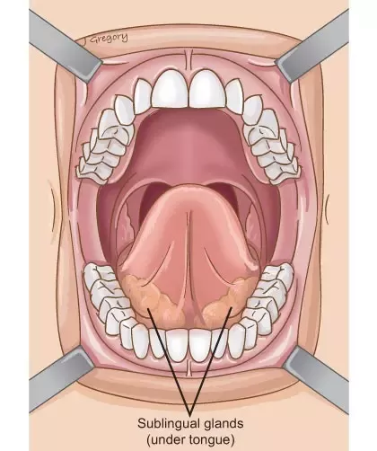 salivary glands squirt