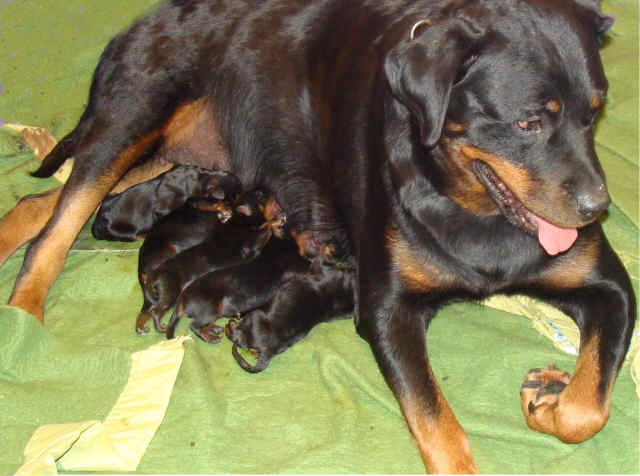 woman sex rottweiler with