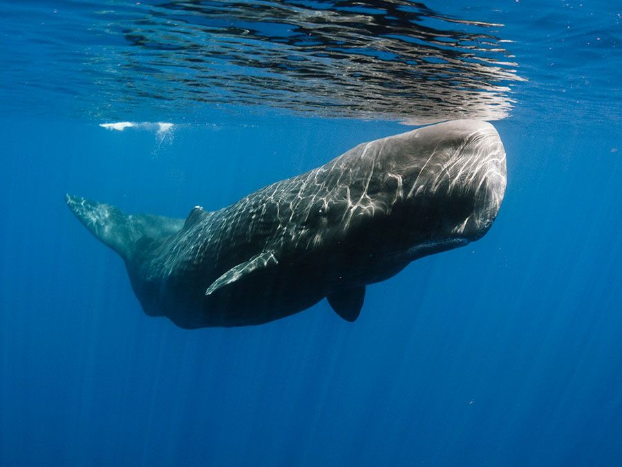 what are sperm whales