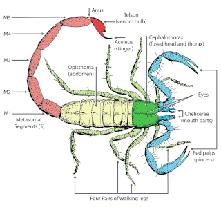 information on asian forest scorpion