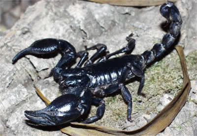information on asian forest scorpion