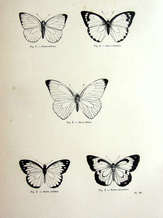 tattoos vintage butterfly