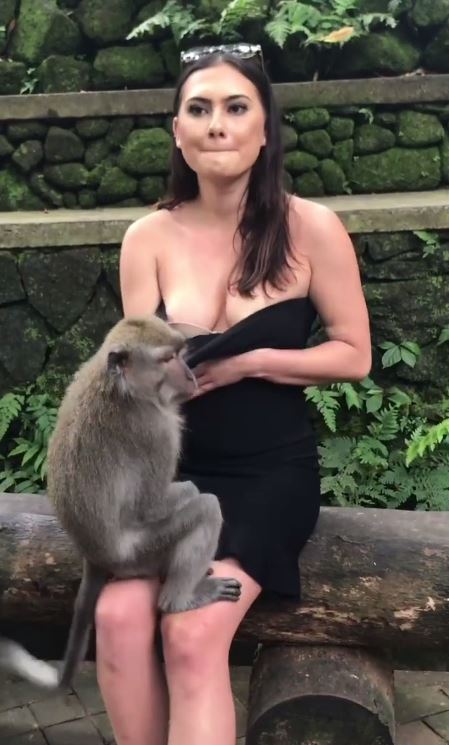 boob monkey rubs