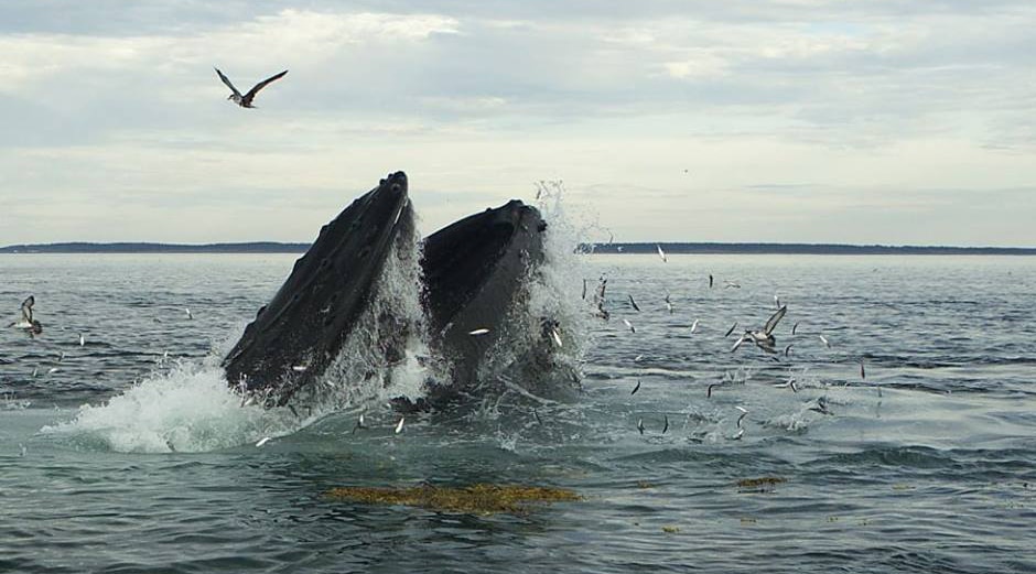 whales waterfield cloe sperm