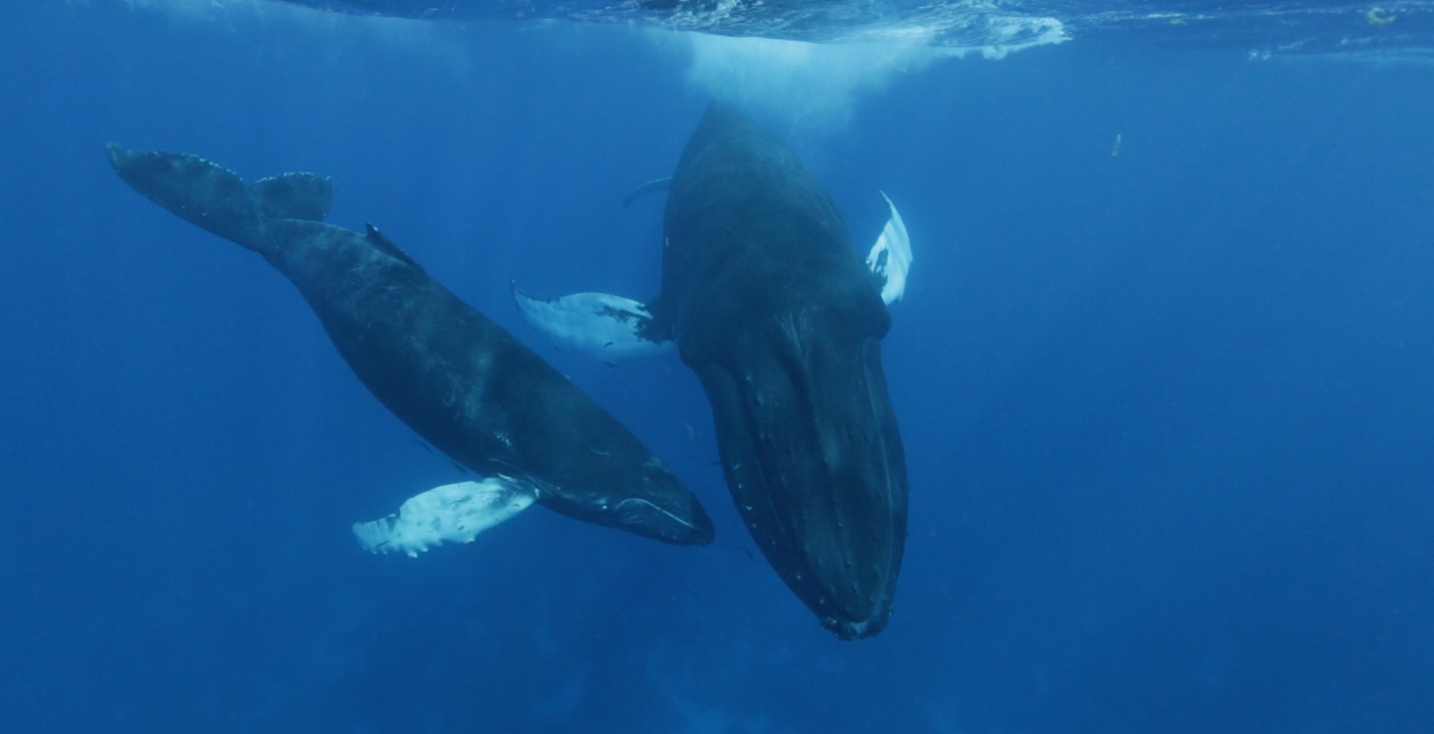 whales waterfield cloe sperm