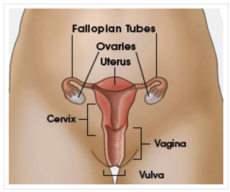 vulva free picture