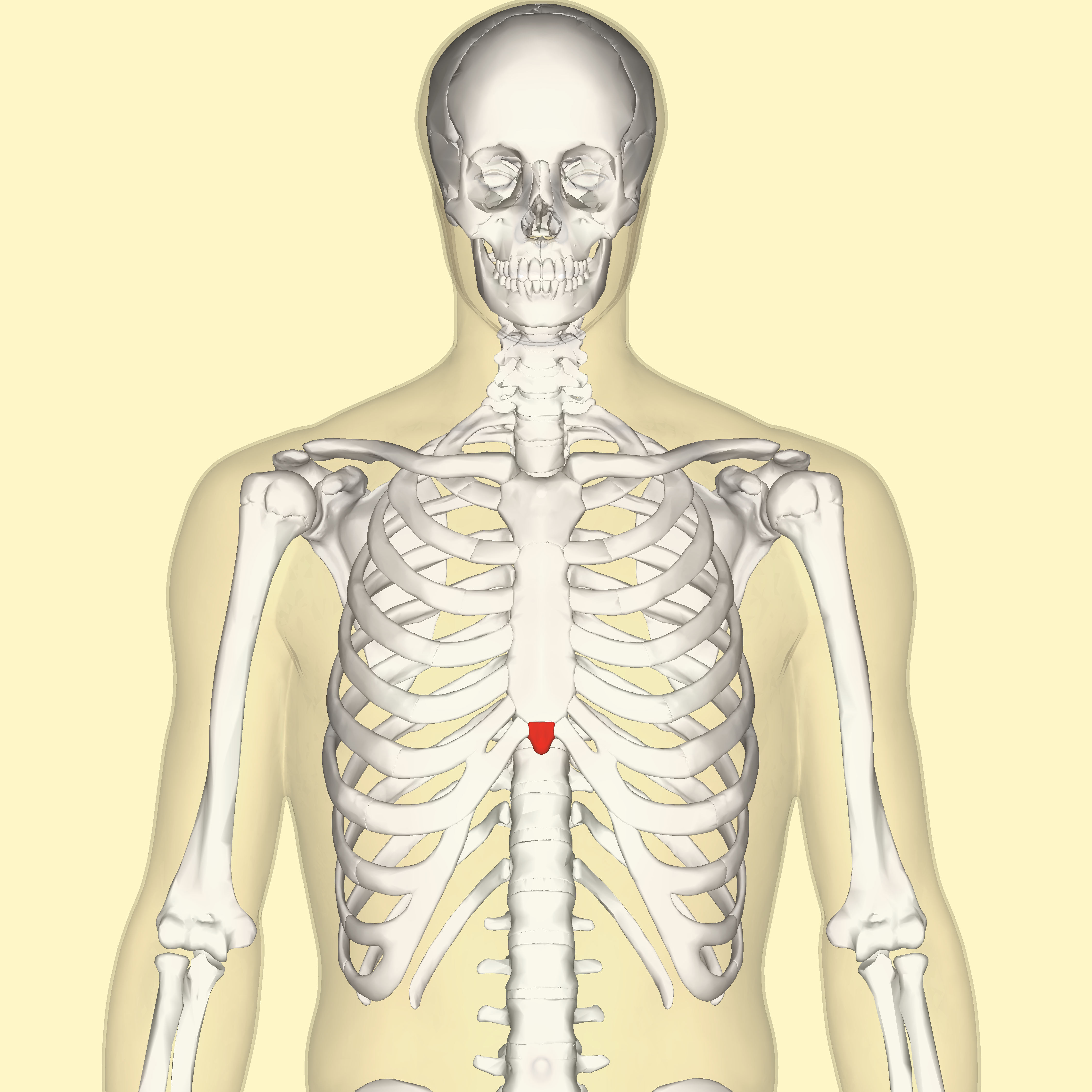 cage at muscles of rib bottom